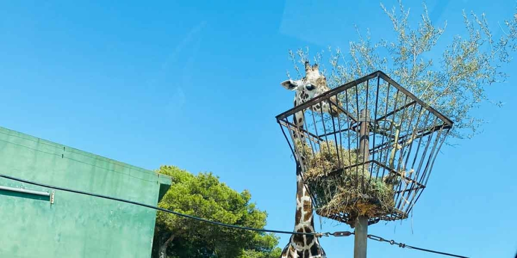 Giraffe während der Fütterung im Tierpark